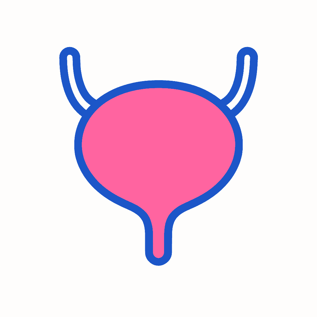 Bladder