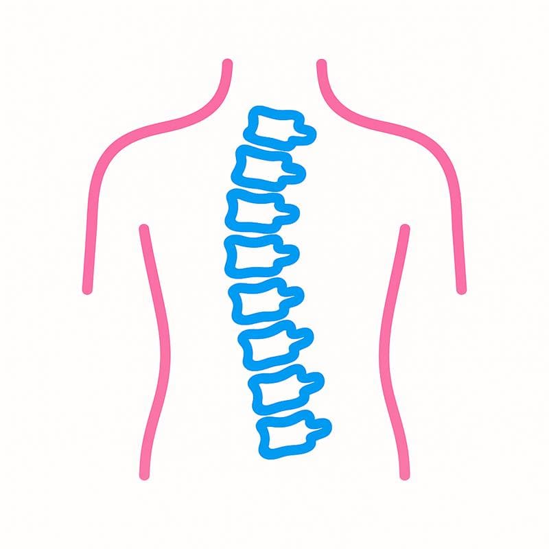 Spine